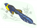 Bird Clipart