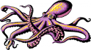 Mollusk Clipart