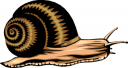 Mollusk Clipart