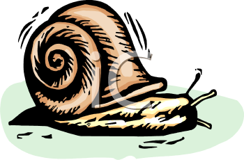 Mollusk Clipart