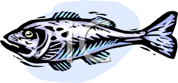 Cod Clipart