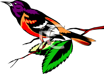 Oriole Clipart