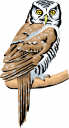 Owl Clipart