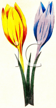 Crocus Clipart