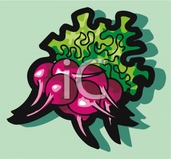 Radish Clipart