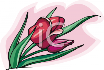 Tulip Clipart