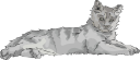 Cat Clipart