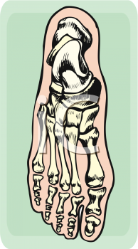 Anatomy Clipart