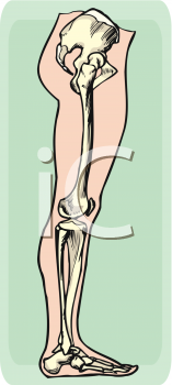 Anatomy Clipart