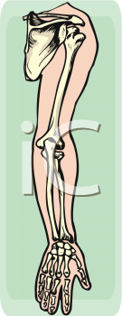 Anatomy Clipart