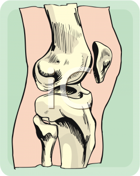 Anatomy Clipart