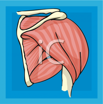 Anatomy Clipart