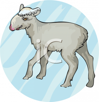 Sheep Clipart