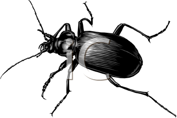 Royalty Free Bug Clipart