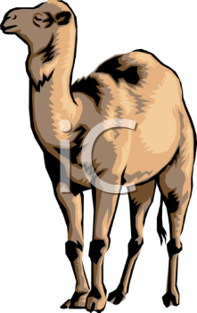 Camel Clipart