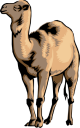 Camel Clipart