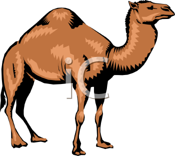 Camel Clipart