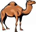 Camel Clipart