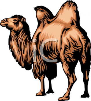 Camel Clipart