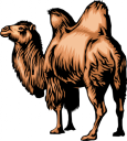 Camel Clipart