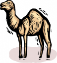 Camel Clipart