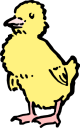 Chicken Clipart