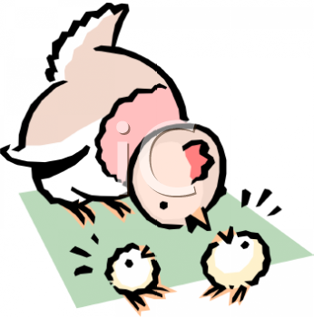 Chicken Clipart