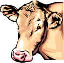 Cow Clipart