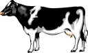 Cow Clipart