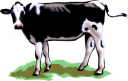 Cow Clipart