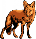 Fox Clipart