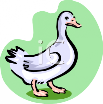 Duck Clipart