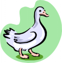 Duck Clipart