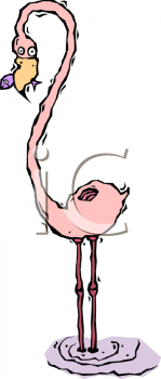 Flamingo Clipart