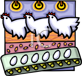 Chicken Clipart