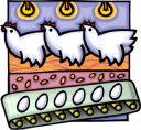 Chicken Clipart