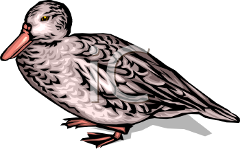 Duck Clipart