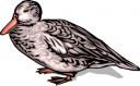 Duck Clipart