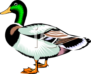 Duck Clipart