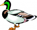 Duck Clipart