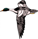 Duck Clipart