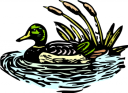 Duck Clipart