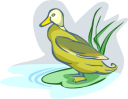 Duck Clipart