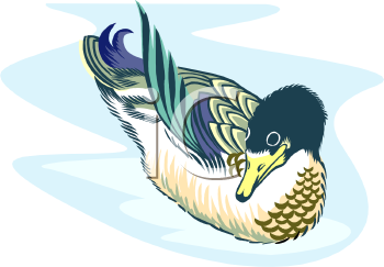 Duck Clipart