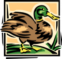 Duck Clipart