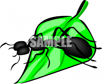 Bug Clipart