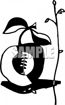 Apple Clipart