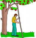 Apple Clipart