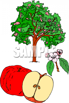 Apple Clipart