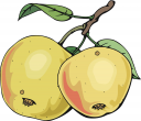 Apple Clipart